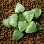 19usd Ngryise 3Pcs A Set Haworthia moon yueguangshou plant