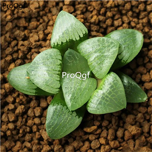 19usd Ngryise 3Pcs A Set Haworthia moon yueguangshou plant