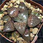 19usd Ngryise 2Pcs A Set Haworthia emelyae var. comptoniana plant