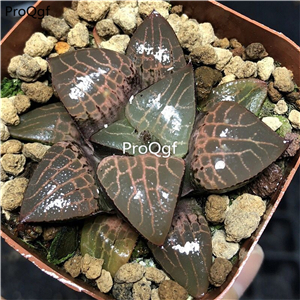 19usd Ngryise 2Pcs A Set Haworthia emelyae var. comptoniana plant
