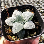 19usd Ngryise 3Pcs A Set Haworthia baimo plant
