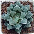 19usd Ngryise 2Pcs A Set Haworthia baidicheng plant