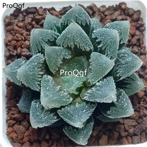 19usd Ngryise 2Pcs A Set Haworthia baidicheng plant