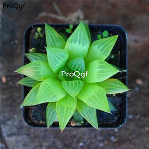 19usd Ngryise 3Pcs A Set Haworthia shuijingshou plant