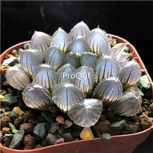 19usd Ngryise 3Pcs A Set Haworthia chixian plant