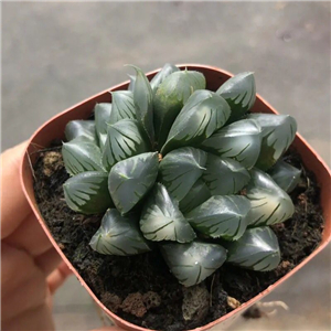 19usd Ngryise 3Pcs A Set Haworthia heiputao plant