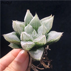 29usd Ngryise 3Pcs A Set Haworthia white fox plant