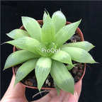 19usd Ngryise 3Pcs A Set Haworthia qinniaoshou plant