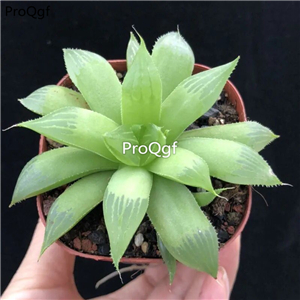 19usd Ngryise 3Pcs A Set Haworthia qinniaoshou plant