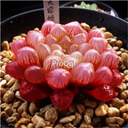 39usd Ngryise 2Pcs A Set Haworthia red when u get is green color plant