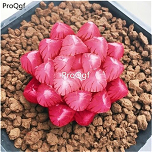 39usd Ngryise 2Pcs A Set Haworthia red when u get is green color plant