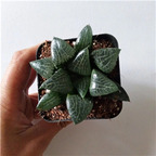 19usd ngryise 3pcs haworthia kelike plant