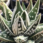 29USD Ngryise 2Pcs A Set tianshizhilei PLANT