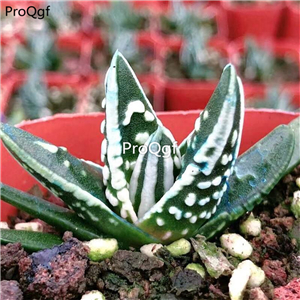 29USD Ngryise 2Pcs A Set tianshizhilei PLANT