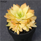 29usd Ngryise 2Pcs A Set Haworthia huangjinningzhiju plant