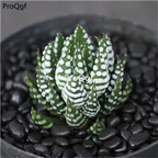 29usd Ngryise 2Pcs A Set Haworthia reinwardtii jinhaiyinzhua plant