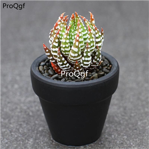 29usd Ngryise 2Pcs A Set Haworthia reinwardtii jinhaiyinzhua plant