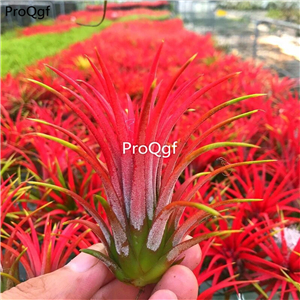 25usd Ngryise 10Pcs A Set Real air fern already red