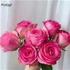 19usd Ngryise 2000Pcs A Set true love turkey giant rose seed
