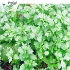 19usd Ngryise 3000Pcs A Set Motherwort  seed