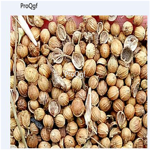 19usd Ngryise 6000Pcs A Set Cilantro seed