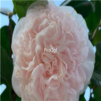 19usd Ngryise 50Pcs A Set double petal pink camellia seed