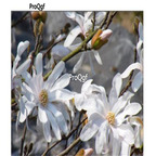 19usd Ngryise 500Pcs A Set Magnolia tomentosa  seed