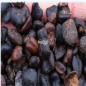 19usd Ngryise 500Pcs A Set Magnolia tomentosa  seed