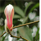19usd Ngryise 500Pcs A Set Magnolia amoena seed