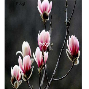 19usd Ngryise 500Pcs A Set Magnolia amoena seed