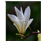 19usd Ngryise 500Pcs A Set Magnolia delavayi seed