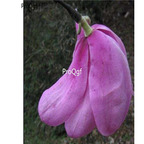 19usd ngryise 500pcs Magnolia sargentiana seed