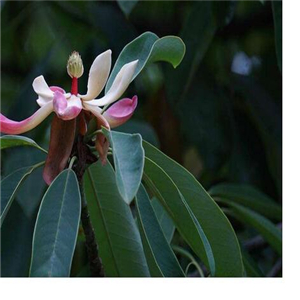 19usd ngryise 500pcs Manglietia megphylla  seed