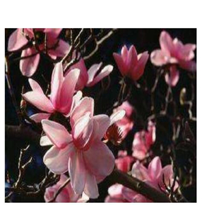 19usd ngryise 500pcs Magnolia campbellii  seed