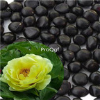 19usd Ngryise 2000Pcs A Set Yellow Peony Semillas  seed