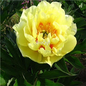 19usd Ngryise 2000Pcs A Set Yellow Peony Semillas  seed