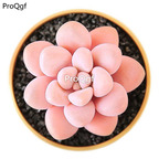 15usd Ngryise 3Pcs A Set rare echeveria ellen plant