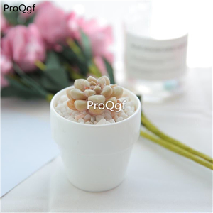 15usd Ngryise 3Pcs A Set rare echeveria wanyejiqiuli plant