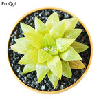 18usd Ngryise 3Pcs A Set rare shuijinghsou haworthia plant