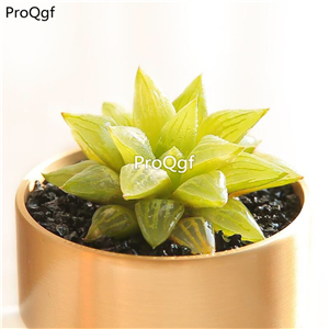 18usd Ngryise 3Pcs A Set rare shuijinghsou haworthia plant