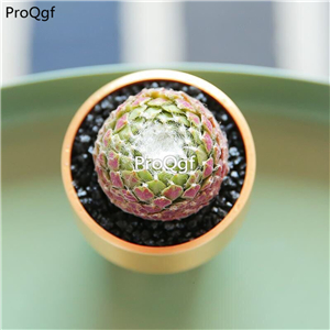 15usd Ngryise 3Pcs A Set rare zhusijuanjuan plant