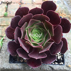 26usd ProQgf 12Pcs A Set   Aeonium arboreum ziyangrong plant