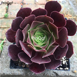 26usd ProQgf 12Pcs A Set   Aeonium arboreum ziyangrong plant