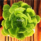 26usd ProQgf 12Pcs A Set  Aeonium arboreum lvfashi plant
