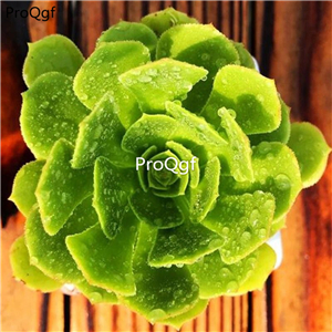 26usd ProQgf 12Pcs A Set  Aeonium arboreum lvfashi plant