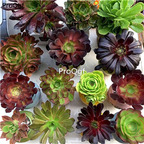 15usd ProQgf 5Pcs A Set  Aeonium arboreum random species plant
