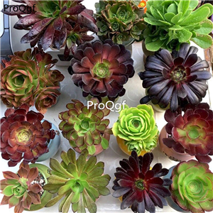 15usd ProQgf 5Pcs A Set  Aeonium arboreum random species plant