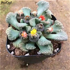 18usd ProQgf 3Pcs A Set  Titanopsis plant