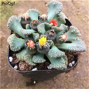 18usd ProQgf 3Pcs A Set  Titanopsis plant