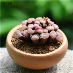 15usd Ngryise 3Pcs A Set Frithia pulchra plant